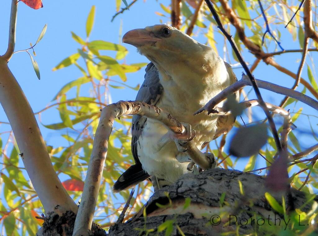 Channel-billed Cuckoo (Scythrops novaehollandiae)