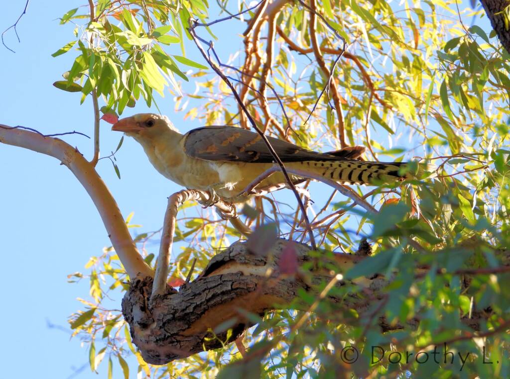 Channel-billed Cuckoo (Scythrops novaehollandiae)