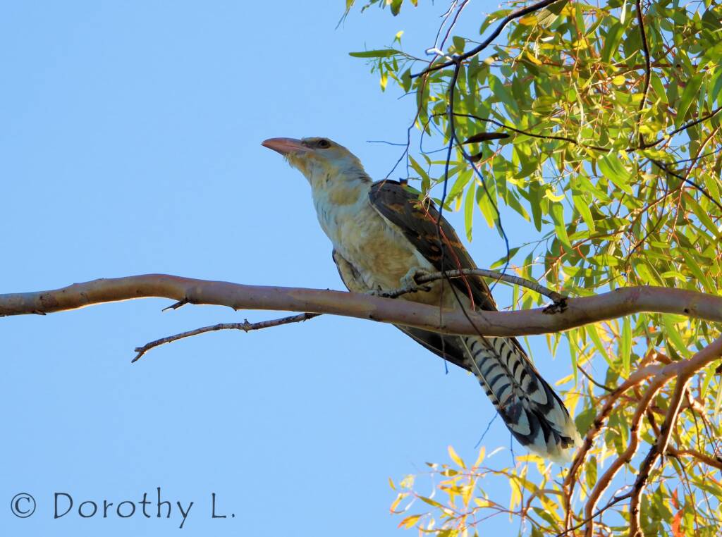 Channel-billed Cuckoo (Scythrops novaehollandiae)