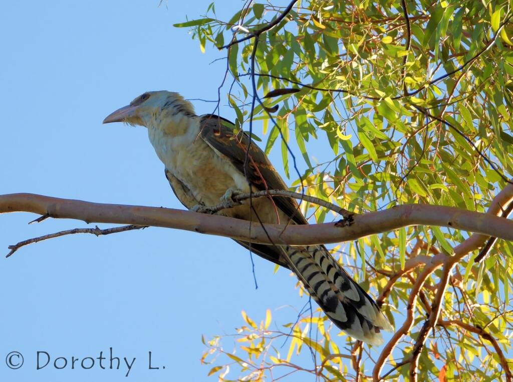 Channel-billed Cuckoo (Scythrops novaehollandiae)