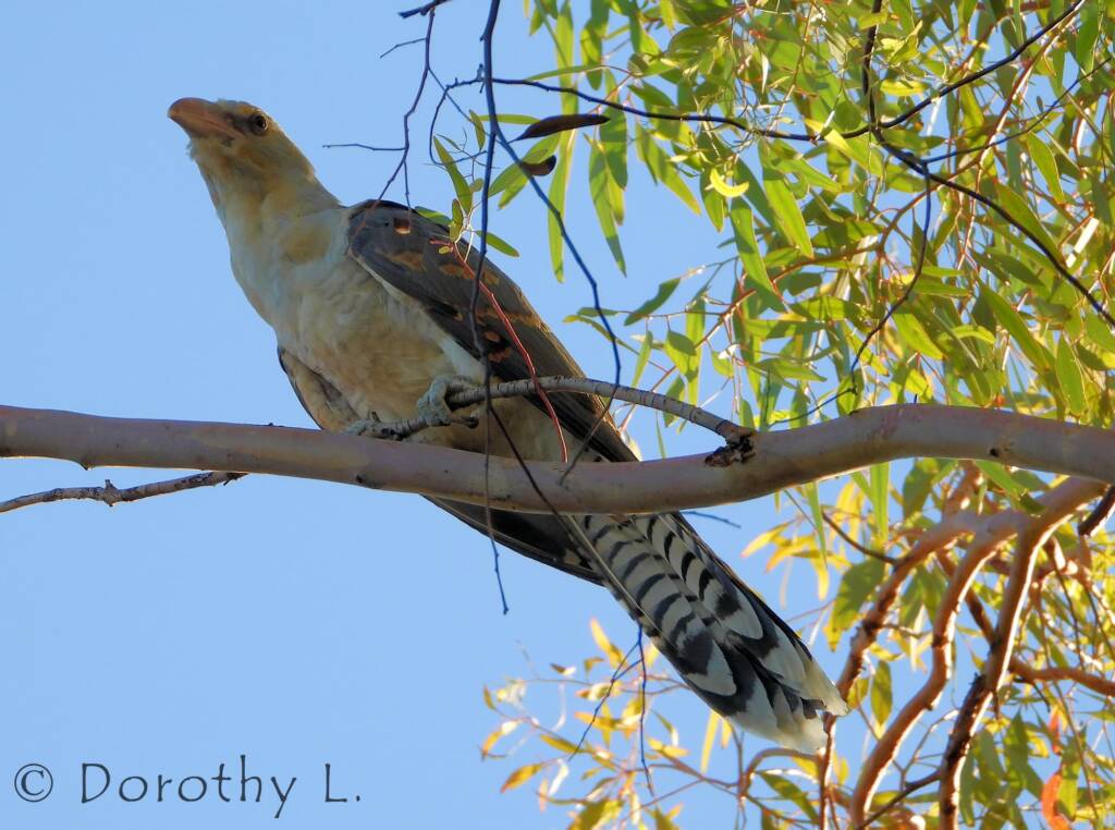 Channel-billed Cuckoo (Scythrops novaehollandiae)