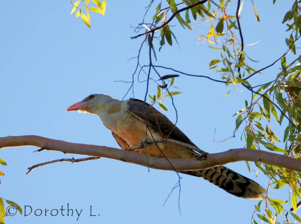Channel-billed Cuckoo (Scythrops novaehollandiae)