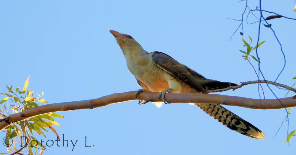 Channel-billed Cuckoo (Scythrops novaehollandiae)
