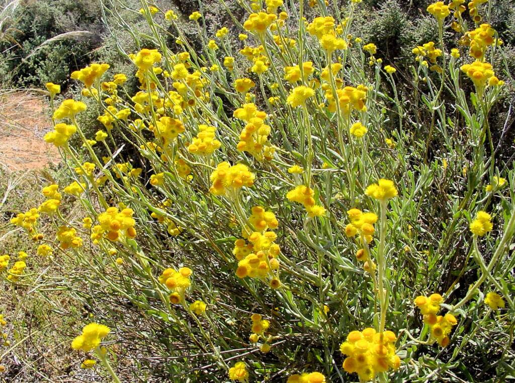 Common Everlasting (Chrysocephalum apiculatum), Australian Arid Lands Botanic Garden