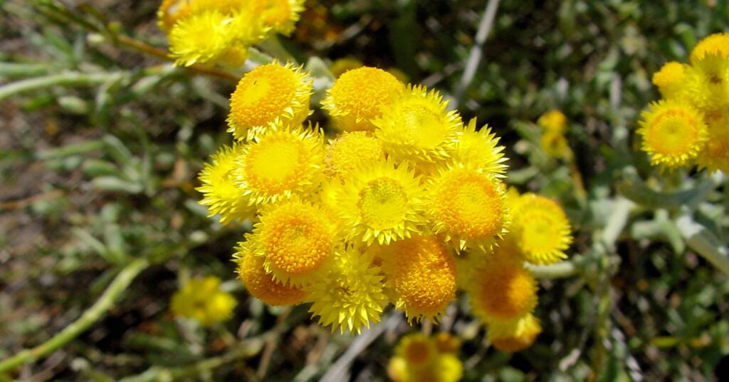 Common Everlasting (Chrysocephalum apiculatum), Australian Arid Lands Botanic Garden