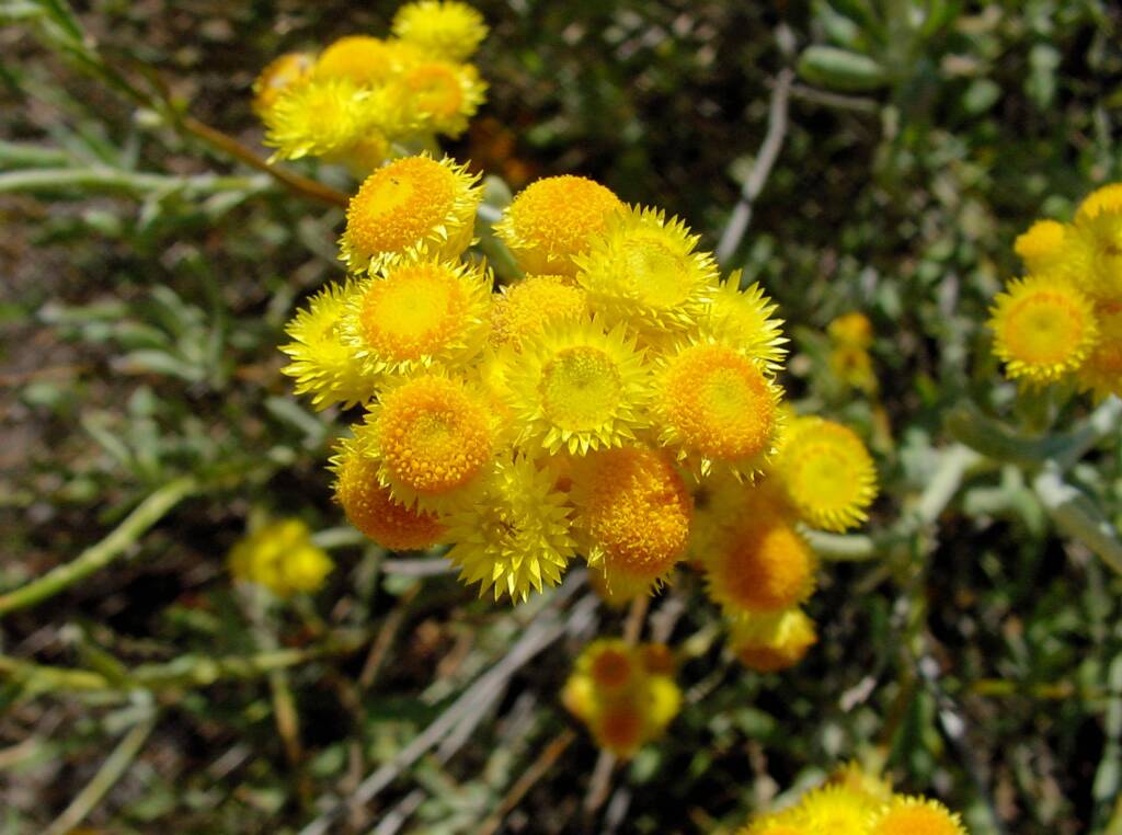 Common Everlasting (Chrysocephalum apiculatum), Australian Arid Lands Botanic Garden