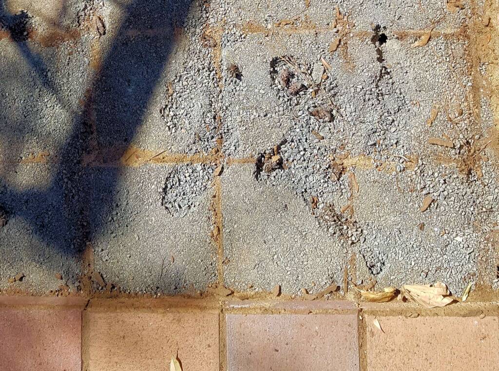 Cicadas with their unfulfilled lives