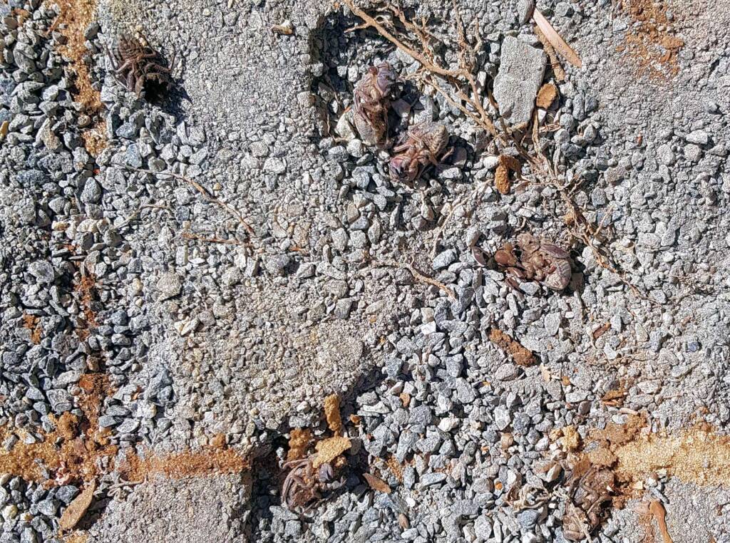 Cicadas with their unfulfilled lives