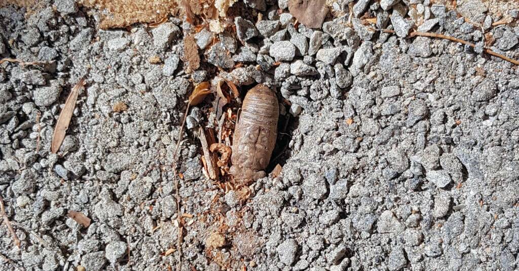 Cicada and an unfulfilled life