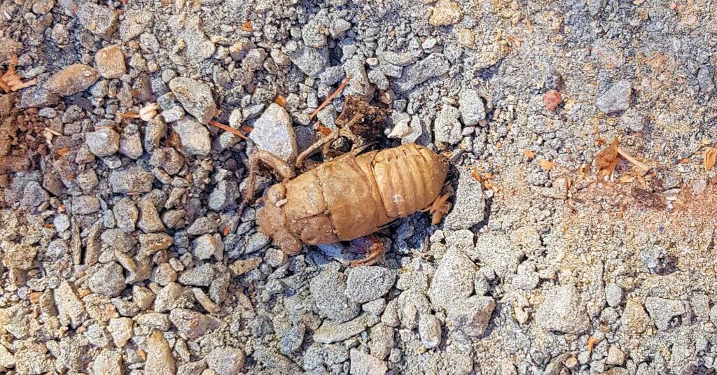 Cicada and an unfulfilled life