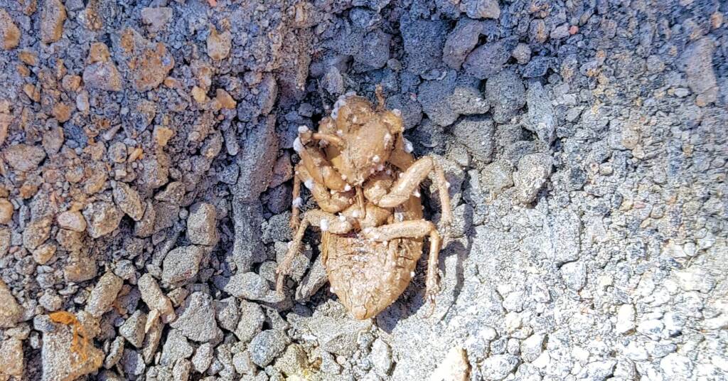 Cicada and an unfulfilled life