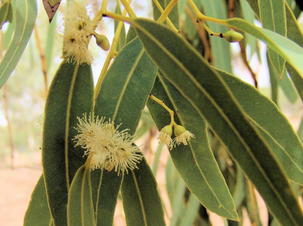 Coolabah (Eucalyptus coolabah), Olive Pink Botanic Garden