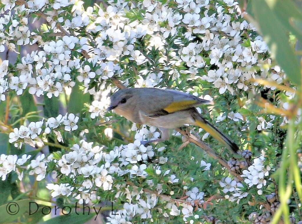 Crescent Honeyeater (Phylidonyris pyrrhopterus)