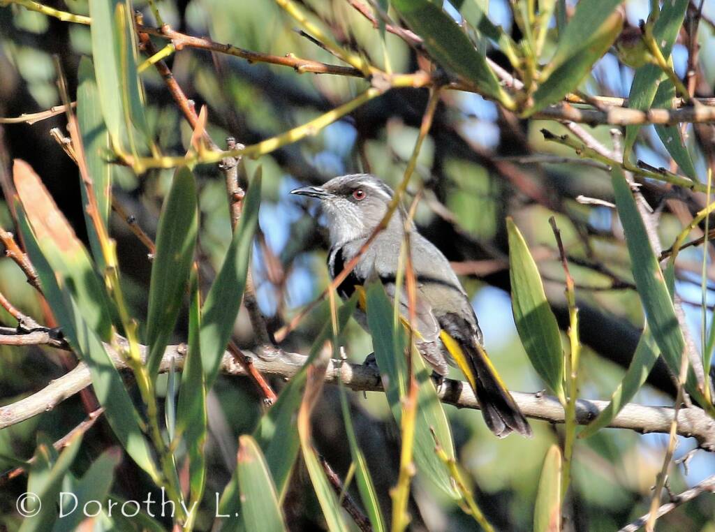 Crescent Honeyeater (Phylidonyris pyrrhopterus)