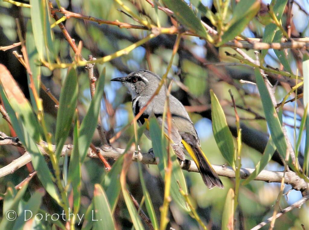 Crescent Honeyeater (Phylidonyris pyrrhopterus)