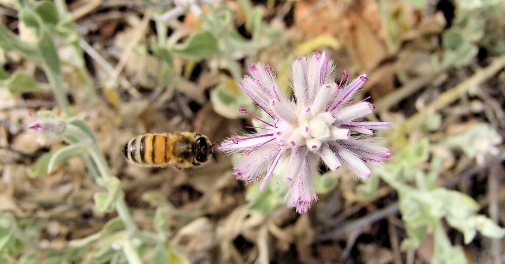 Crimson Fox Tail (Ptilotus sessilifolius), Olive Pink Botanic Garden.