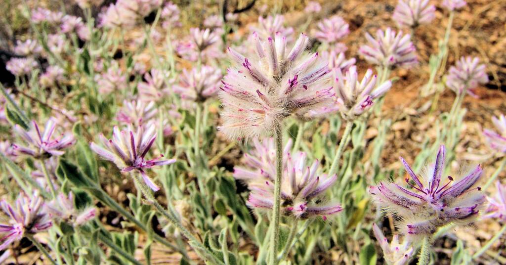Crimson Fox Tail (Ptilotus sessilifolius), Olive Pink Botanic Garden.