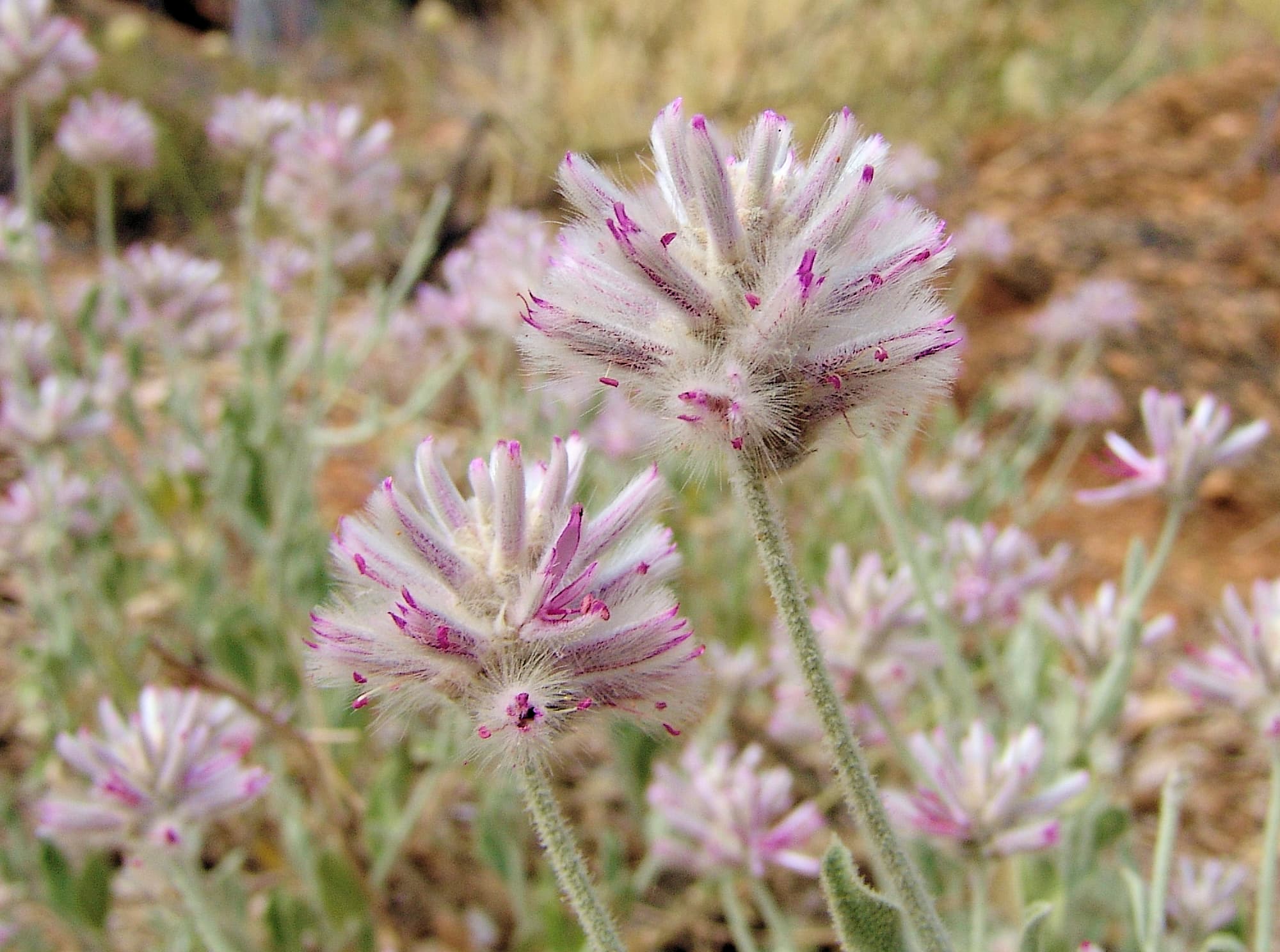 Crimson Fox Tail (Ptilotus sessilifolius), Olive Pink Botanic Garden.