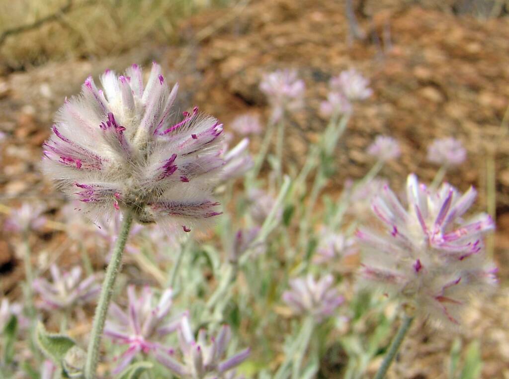 Crimson Fox Tail (Ptilotus sessilifolius), Olive Pink Botanic Garden.