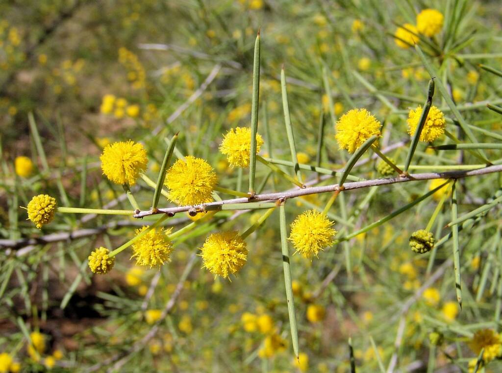 Dead Finish (Acacia tetragonophylla)