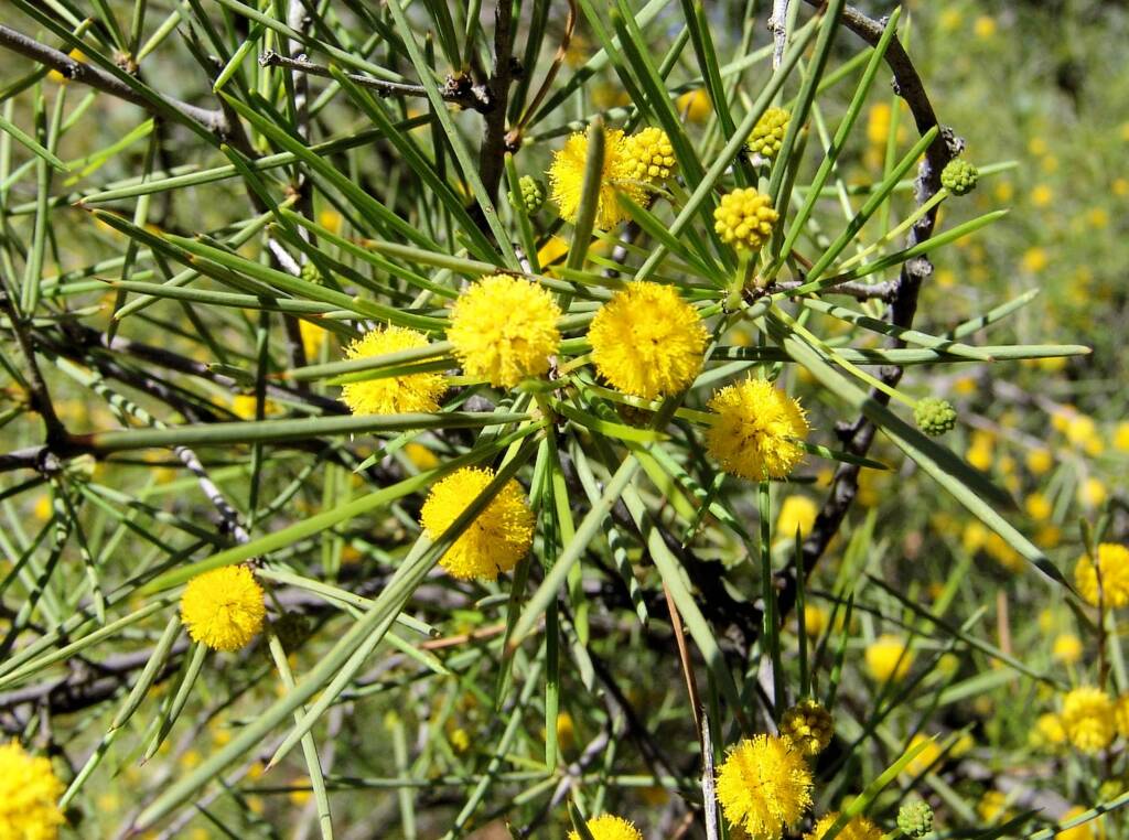 Dead Finish (Acacia tetragonophylla)