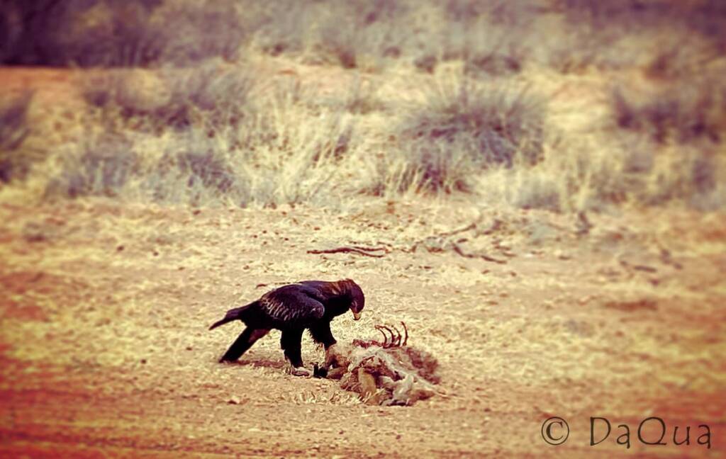 Eagle feasting on adult kangaroo road kill