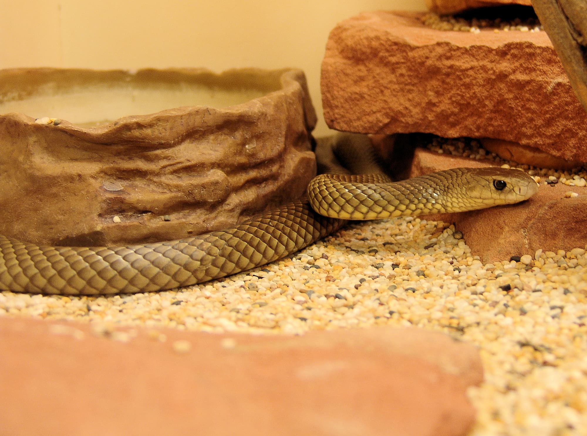 Eastern Brown Snake (Pseudonaja textilis), Alice Springs Reptile Centre