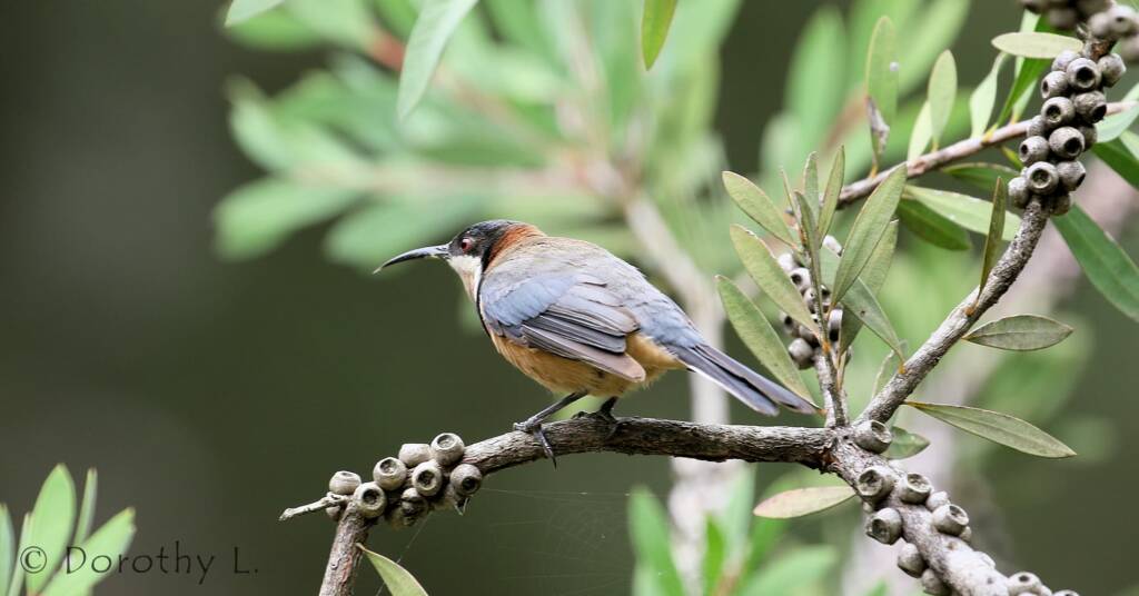 Eastern Spinebill (Acanthorhynchus tenuirostris)