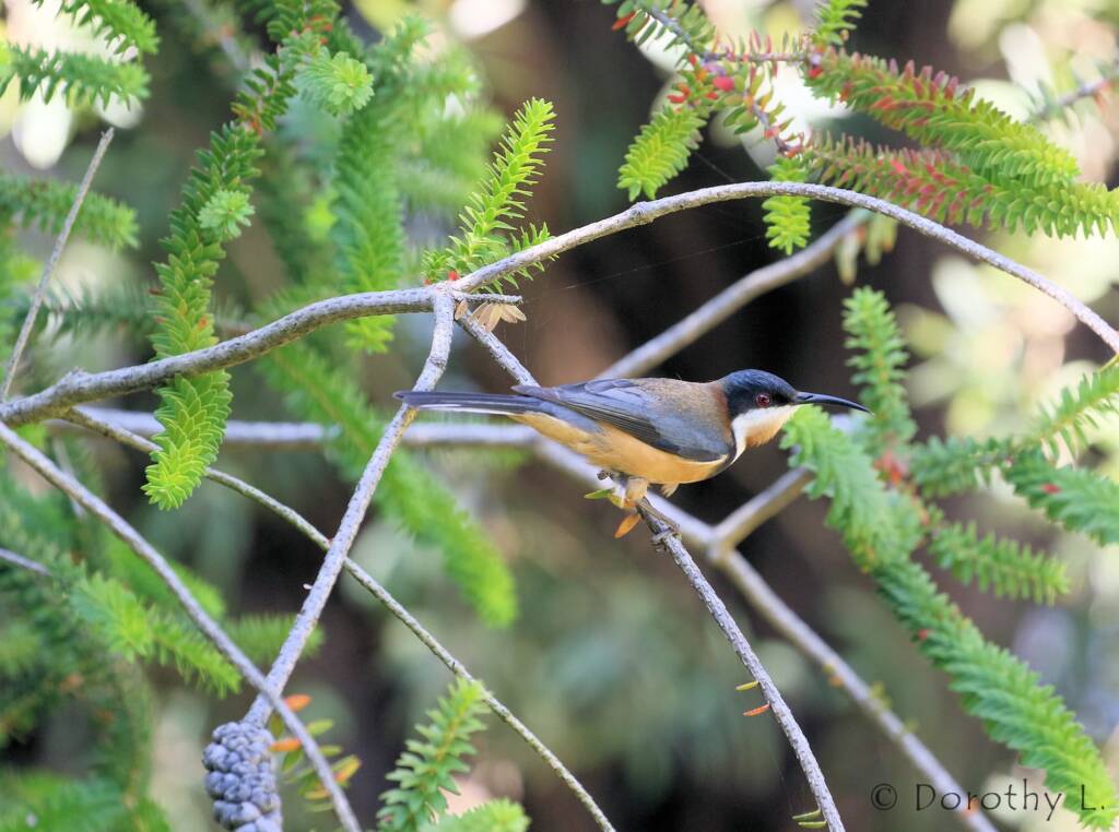 Eastern Spinebill (Acanthorhynchus tenuirostris)
