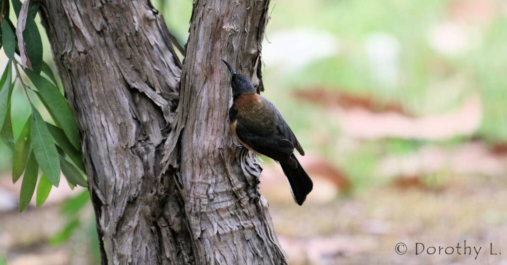Eastern Spinebill (Acanthorhynchus tenuirostris)