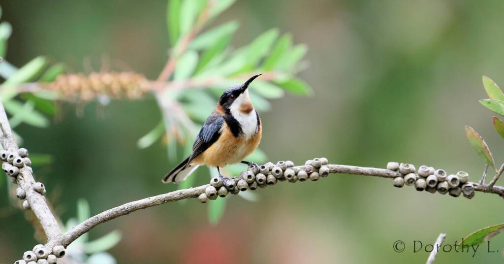 Eastern Spinebill (Acanthorhynchus tenuirostris)