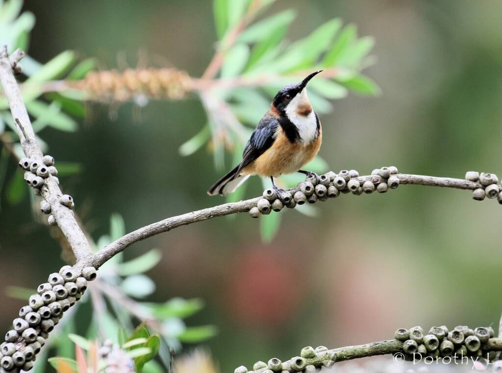 Eastern Spinebill (Acanthorhynchus tenuirostris)