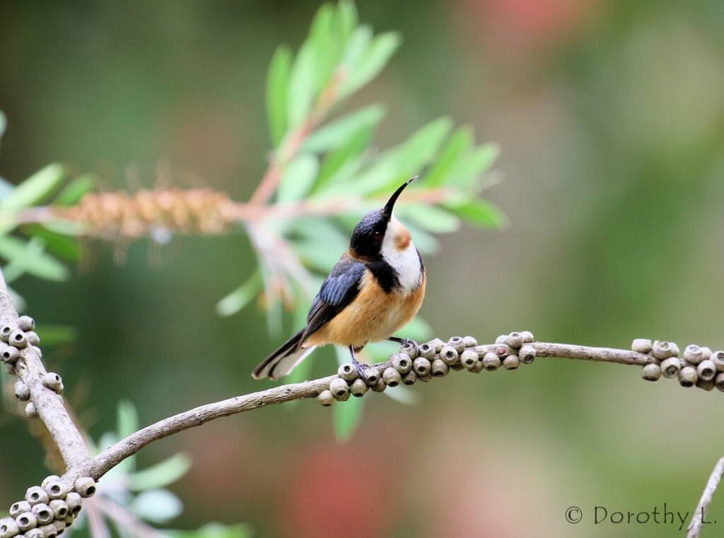 Eastern Spinebill (Acanthorhynchus tenuirostris)