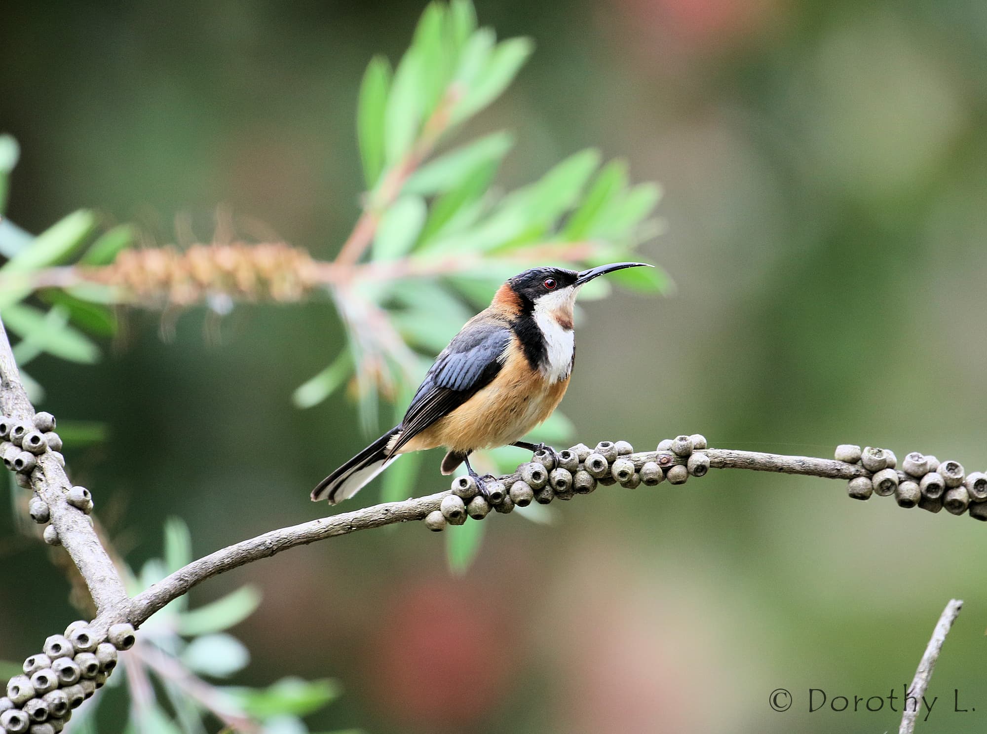 Eastern Spinebill (Acanthorhynchus tenuirostris)