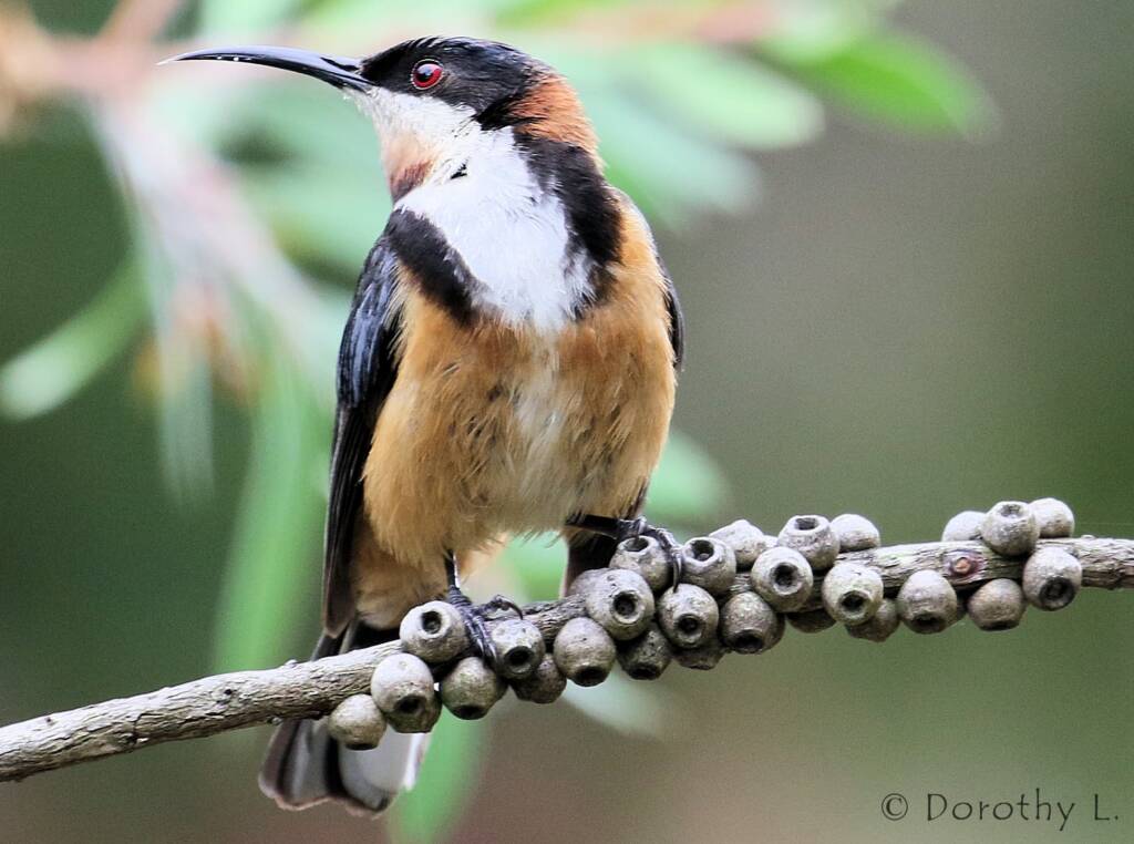 Eastern Spinebill (Acanthorhynchus tenuirostris)