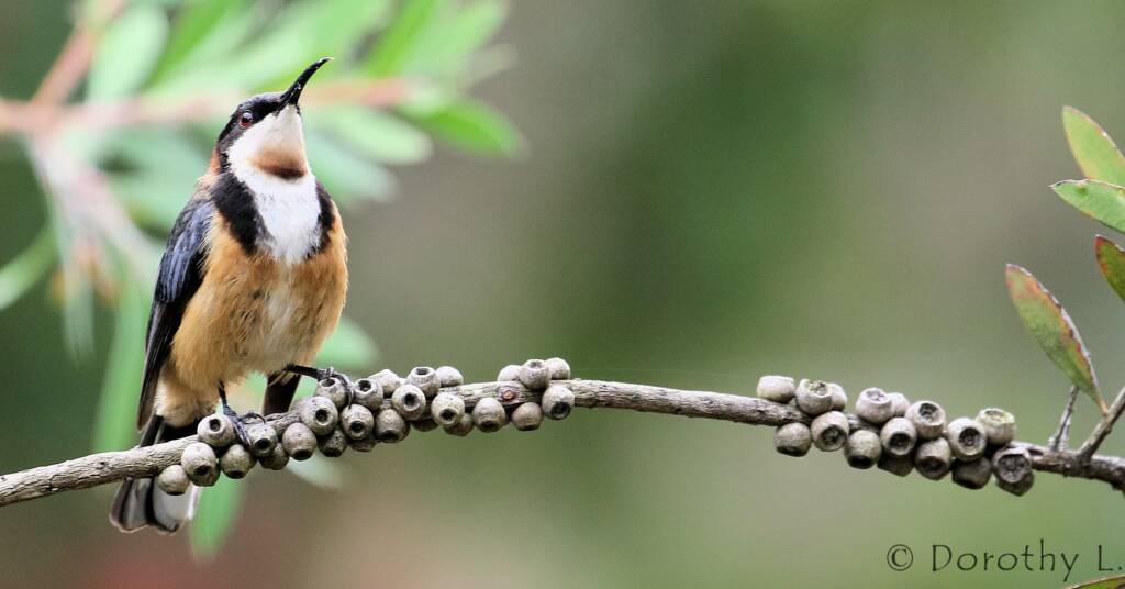 Eastern Spinebill (Acanthorhynchus tenuirostris)