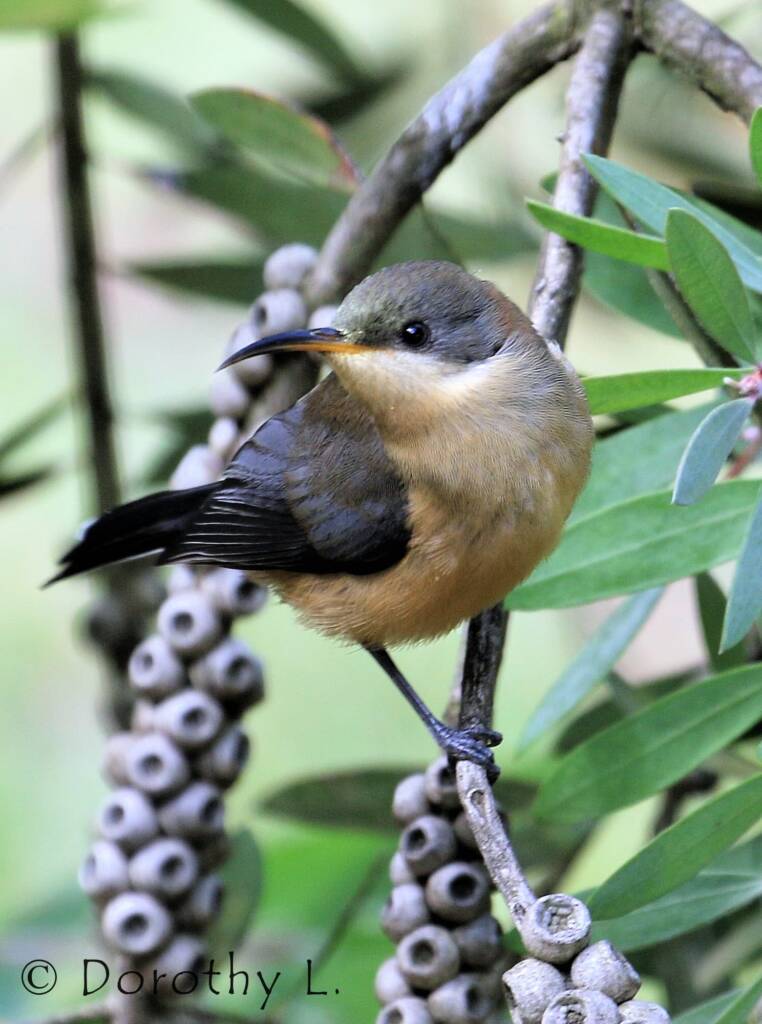 Eastern Spinebill (Acanthorhynchus tenuirostris)