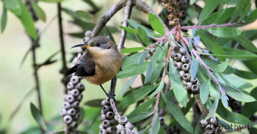 Eastern Spinebill (Acanthorhynchus tenuirostris)