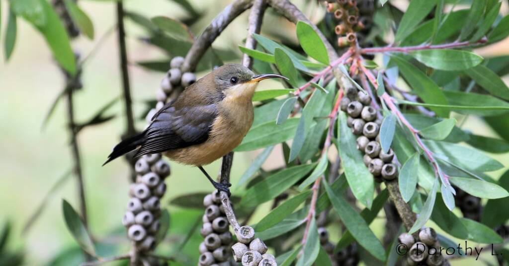 Eastern Spinebill (Acanthorhynchus tenuirostris)