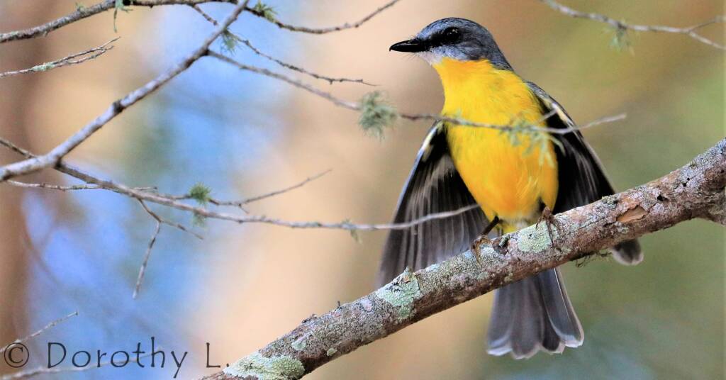 Eastern Yellow Robin (Eopsaltria australis)