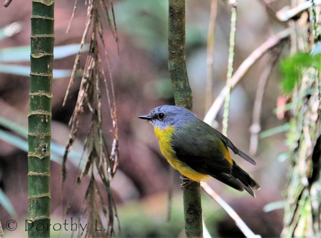 Eastern Yellow Robin (Eopsaltria australis)