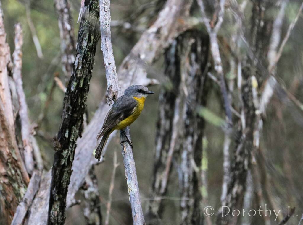 Eastern Yellow Robin (Eopsaltria australis)