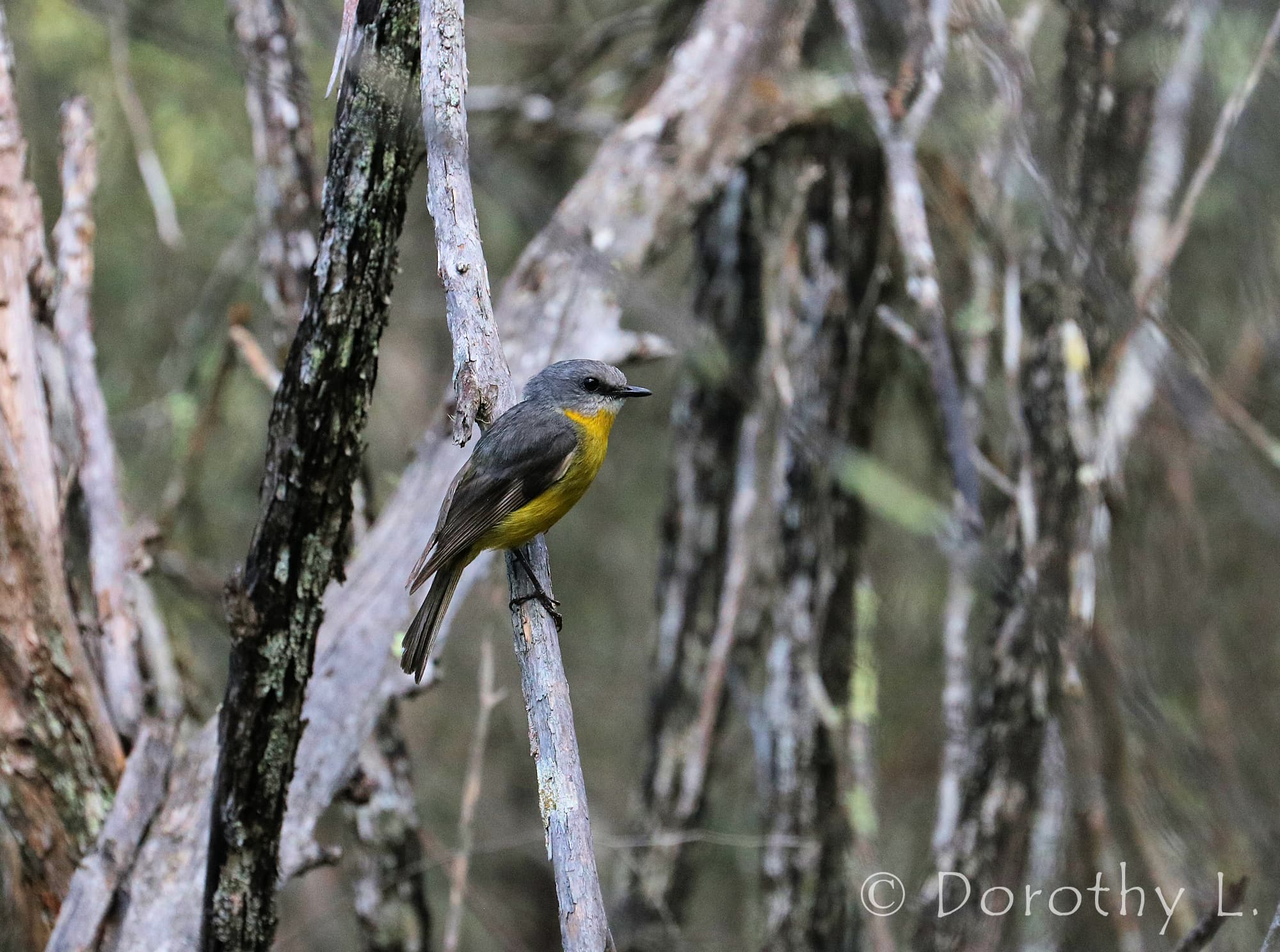 Eastern Yellow Robin (Eopsaltria australis)
