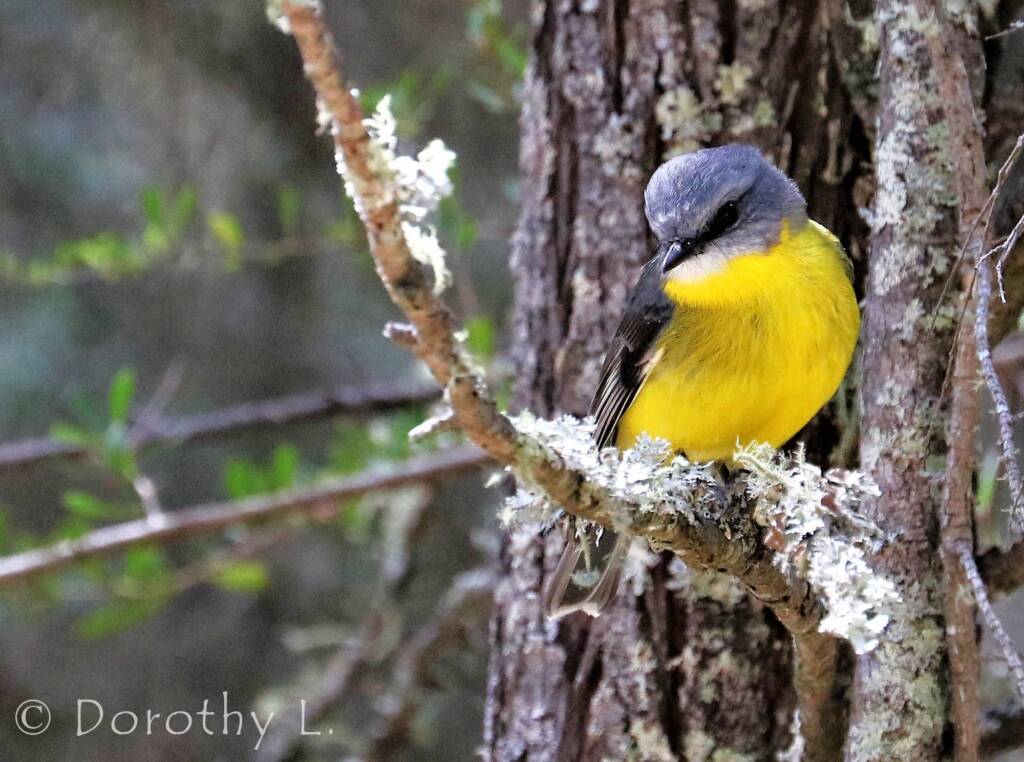 Eastern Yellow Robin (Eopsaltria australis)