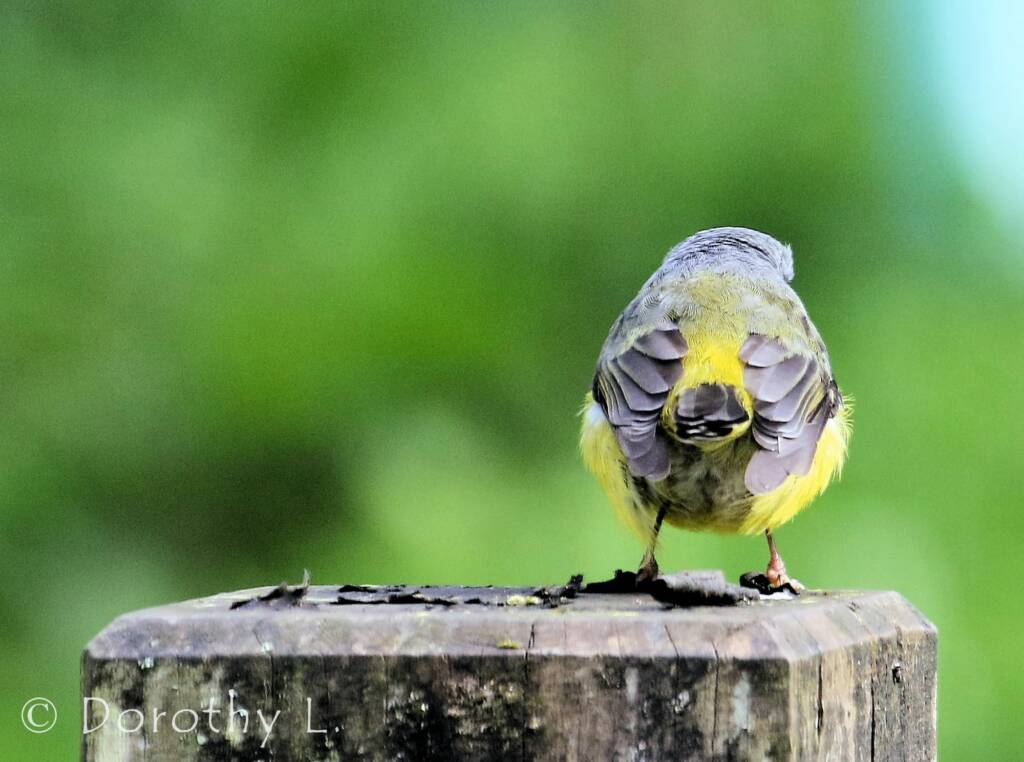 Eastern Yellow Robin (Eopsaltria australis)