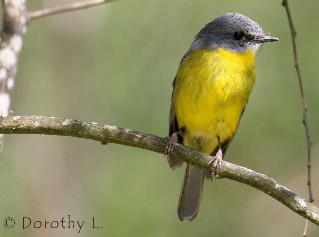 Eastern Yellow Robin (Eopsaltria australis)