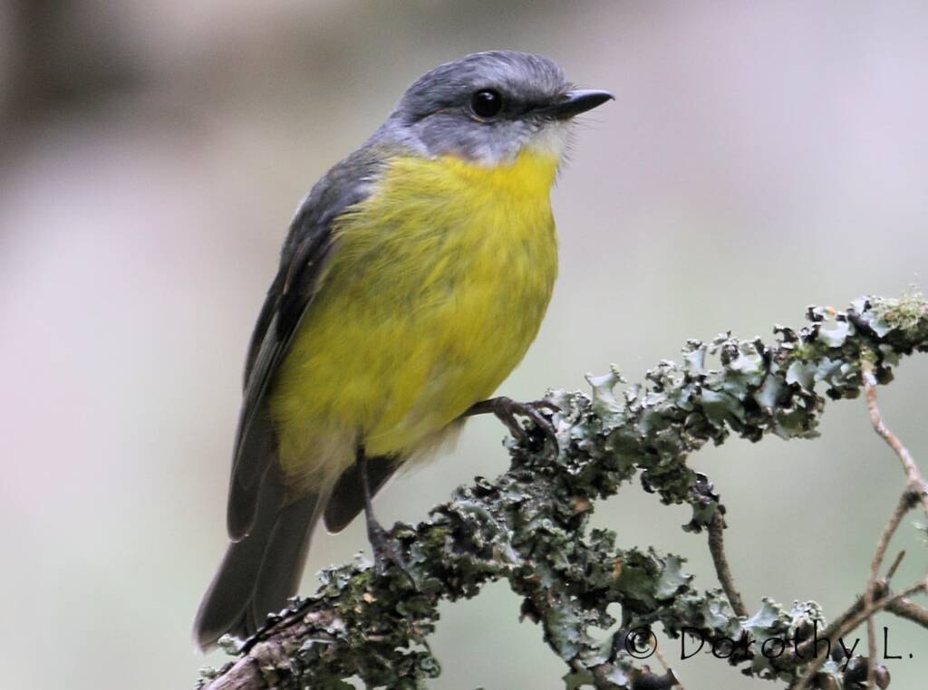 Eastern Yellow Robin (Eopsaltria australis)