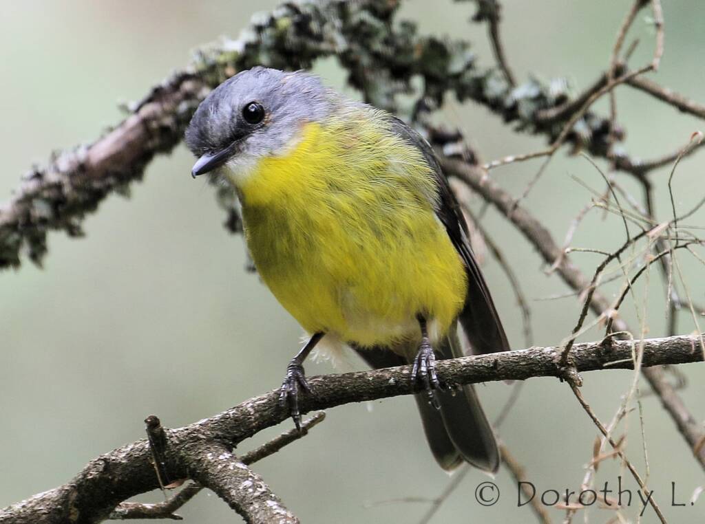 Eastern Yellow Robin (Eopsaltria australis)