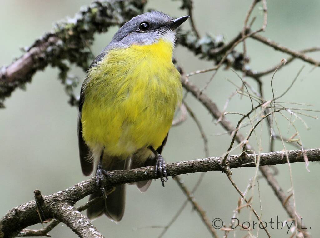 Eastern Yellow Robin (Eopsaltria australis)