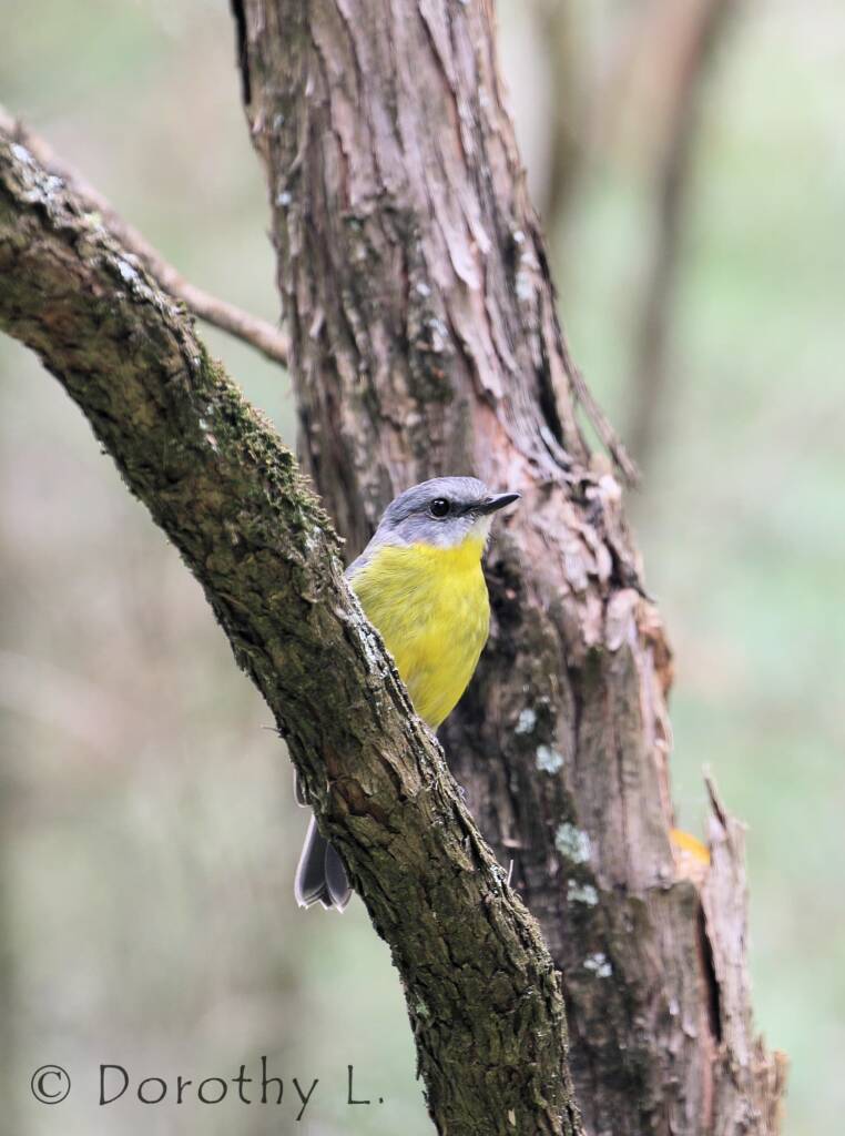 Eastern Yellow Robin (Eopsaltria australis)